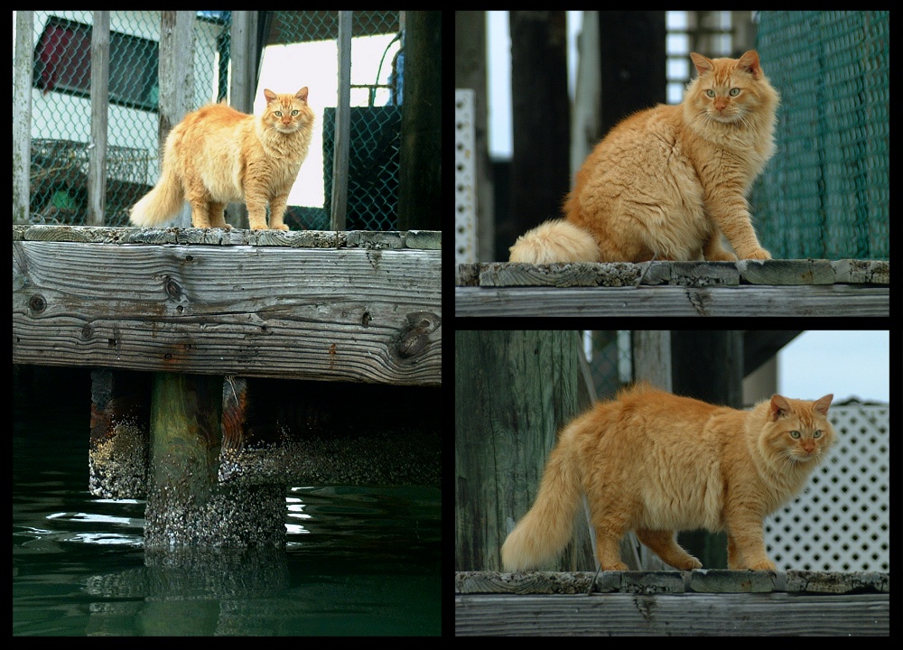 (37) dock kitty montage.jpg   (1000x720)   318 Kb                                    Click to display next picture